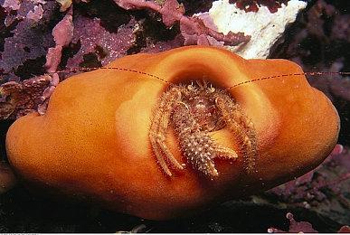 《鬼灭之刃：火神血风谭》最新预告 单人游戏模式演示