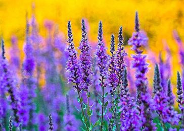 传闻：《巫师3》次世代版本12月9日发售